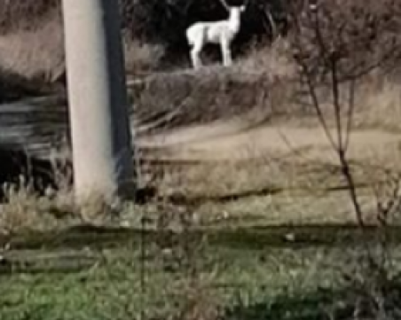 Бял елен се появи в Карловско