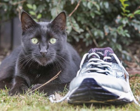 Котка-клептоман отмъкна бонг и плик с бял прах от съседите си