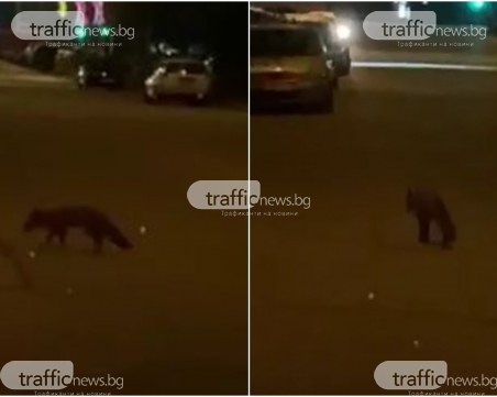 За пореден път: Кума Лиса на разходка в Тракия