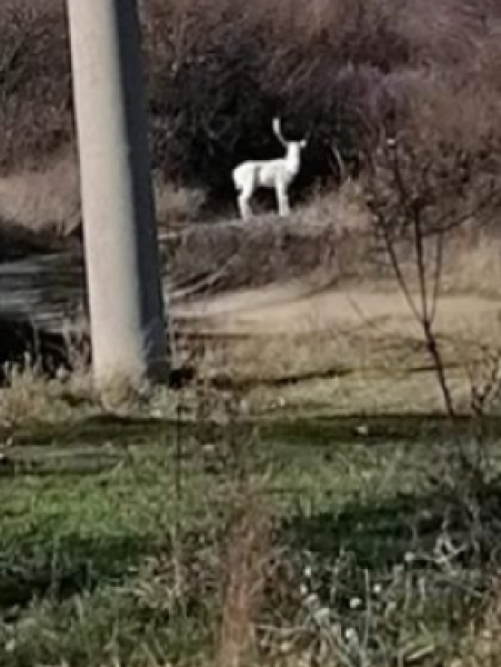 Бял елен е забелязан в Карловско. Красивото животно е заснето