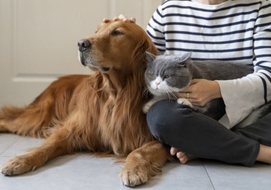 Испанските съдилища ще разглеждат какво е добре за домашните любимци