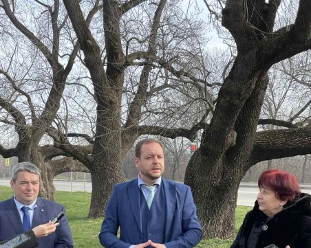 Обявиха три вековни дървета за защитени