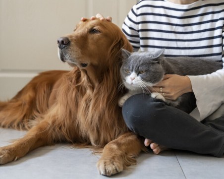 В Испания въвеждат попечителство над животни