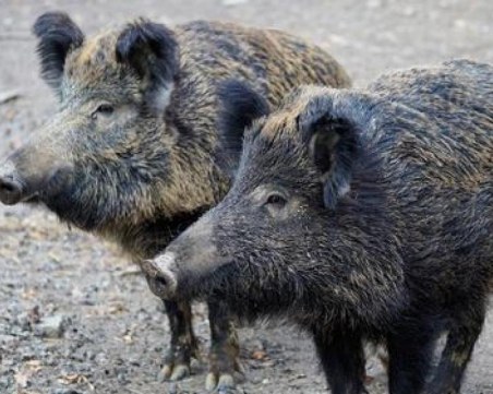 7 души са с трихинелоза в Пловдивско заради месо от дивеч