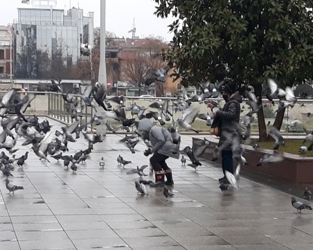 Пловдив ми е Венеция! Малчуган събра всички гълъби пред Пощата