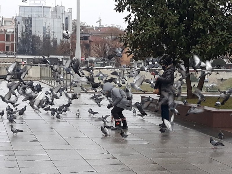 Пловдив ми е Венеция! Малчуган събра всички гълъби пред Пощата