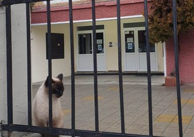 Сиамско коте се разхожда в двора на СУ Пейо Яворов