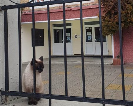 Сиамско коте се разхожда в двора на СУ 