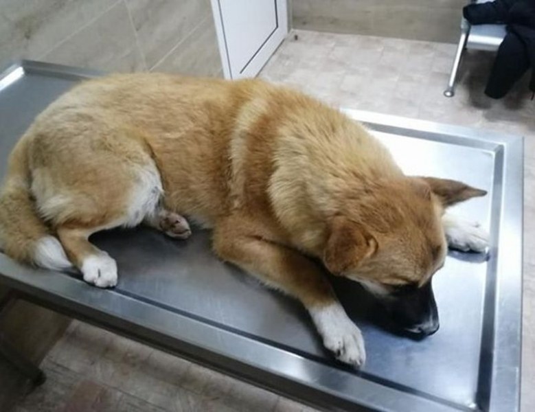 Шофьор блъсна куче на Асеновградско шосе, не му помогна