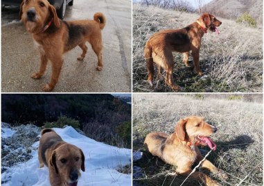 Куче от популярната ловна порода Барак се изгуби по време