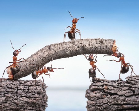 Мравки лекуват раните на дърветата за 24 часа