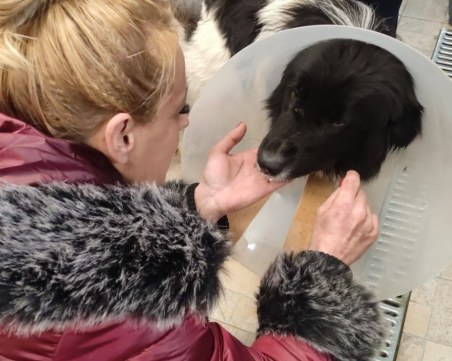 Прегазеното куче на Бъдни вечер в Мало Конаре намери приемен дом