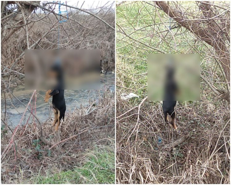 Бруталност и нечовечност! Обесиха кученце край пътя Пловдив - Пазарджик