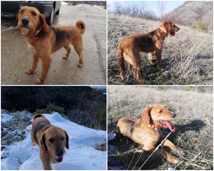 Куче ловува край Пловдив и се загуби! Стопаните му го издирват