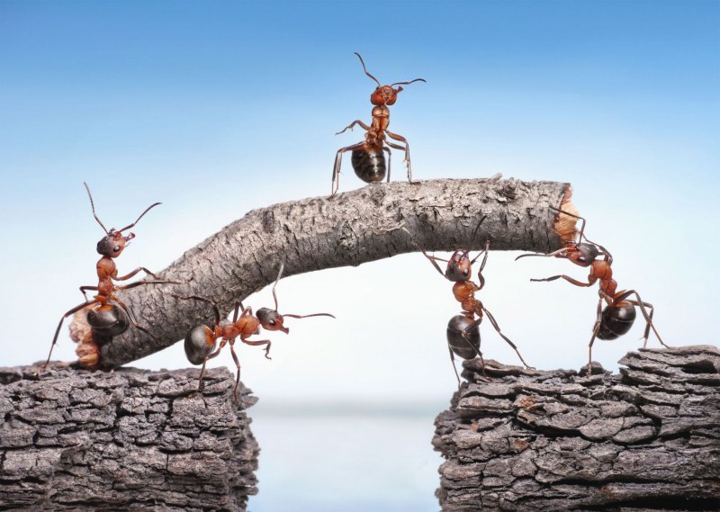Мравки лекуват раните на дърветата за 24 часа