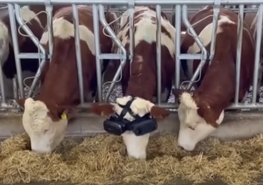 Турски фермер закупи шлемове за виртуална реалност за своите крави