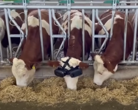 Крави дават повече мляко благодарение на очила за вуртуална реалност