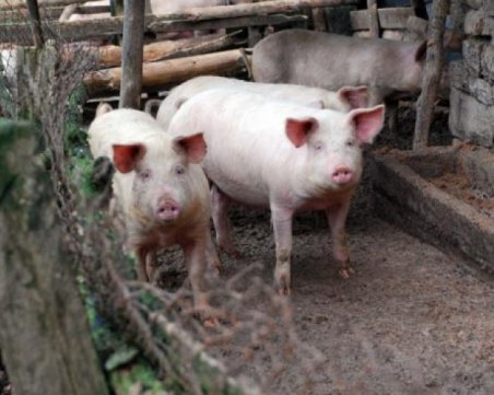 Гърция въвежда мерки заради открити в България огнища на африканска чума