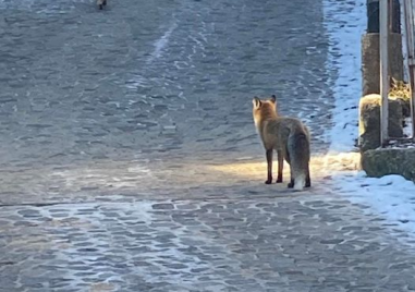 Две лисици се разходиха тази сутрин по улиците в столичния