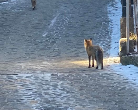 Две лисици се разходиха в столичната Бояна