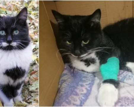 Почина котето Феликс, дариха храна на пловдивския приют за кучета с част от останалите средства