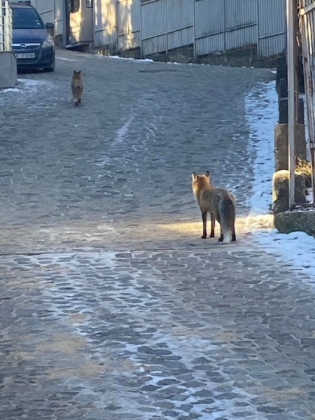 Две лисици се разходиха в столичната Бояна