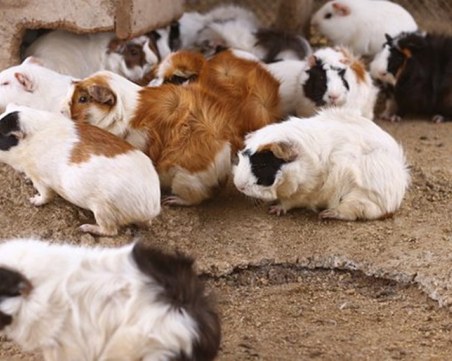 Избиват хамстери в Хонконг заради опасения, че разпространяват COVID