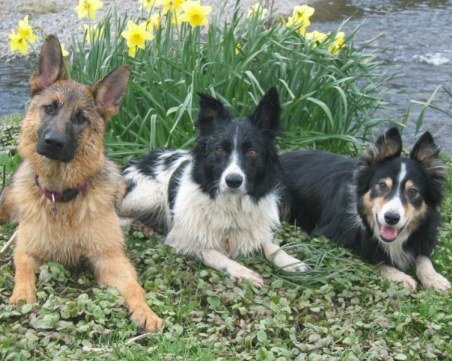 Собствениците на кучета заплащат 