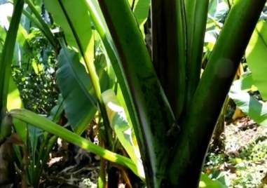 Учени твърдят че растение с името енсет което се консумира