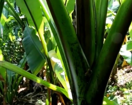 Eнсет - новата суперхрана