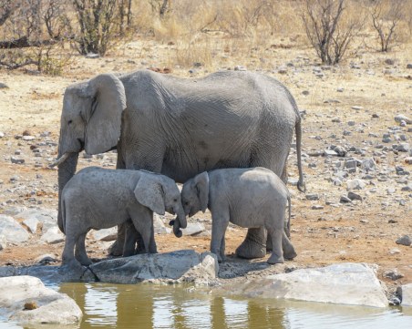 Слончета близначета се родиха в Кения, момченце и момиченце са