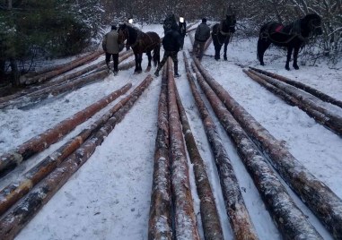 Акция срещу незаконен дърводобив се проведе в района на Ракитово