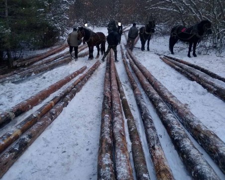 Акция срещу незаконен дърводобив в Пазараджишко! Задържаха 10 души с коне
