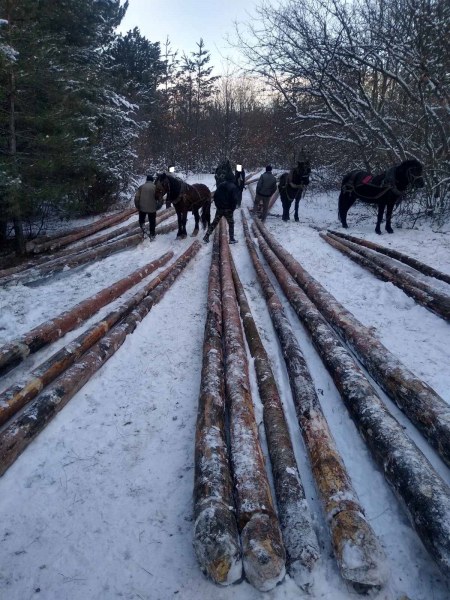 Акция срещу незаконен дърводобив се проведе в района на Ракитово.