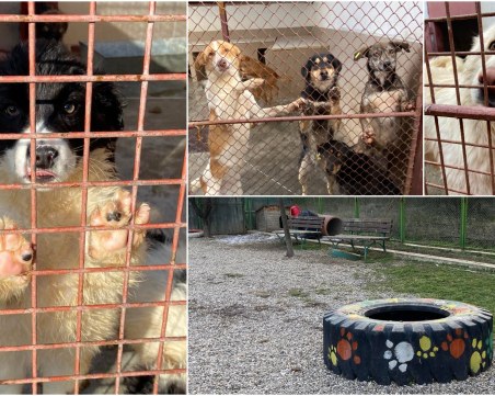 Пловдивският приют с апел: Не изхвърляйте кученца пред портите ни, нямаме места