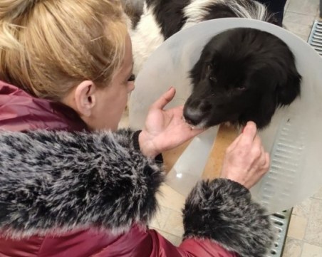 Прокуратурата обвини 52-годишния мъж, прегазил в джипа си кучето Роска навръх Бъдни вечер