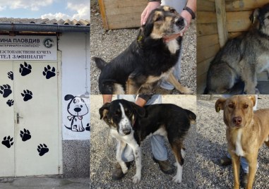 В общинския приют за безстопанствени кучета Приятел завинаги в Пловдив