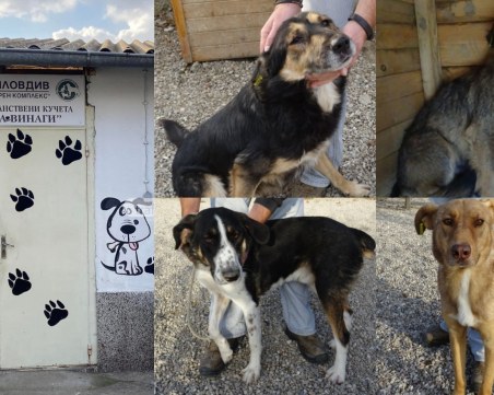 Сладки и добри, но без дом: Запознайте се с кученцата от  пловдивския приют 