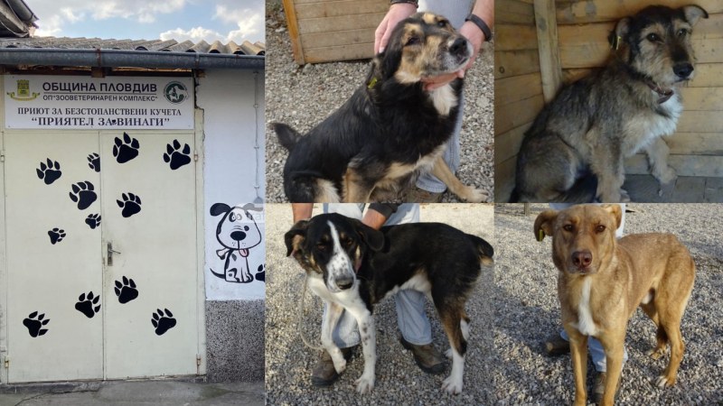 В общинския приют за безстопанствени кучета „Приятел завинаги“ в Пловдив