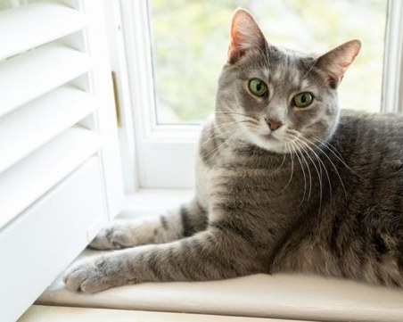 Уилоу е новата котка на семейство Байдън