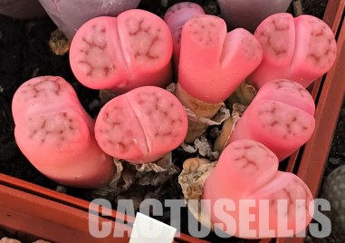 В последно време изборът на много хора в цветарските магазини