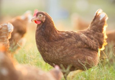 Първично огнище на птичи грип е установено в частен стопански