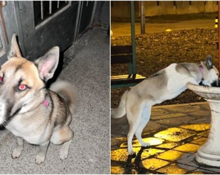 Kученце се лута само из  