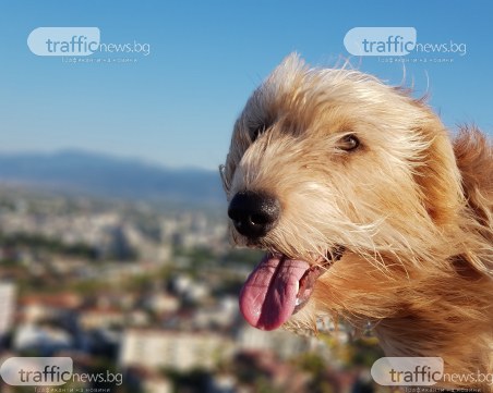 Ех, Шаро, да не се беше раждал в Пловдив!