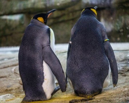 Гей двойка пингвини станаха родители в нюйоркски зоопарк