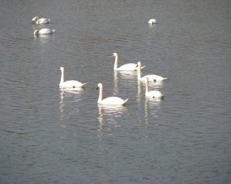 Лебеди плуват по Марица, радват пловдивчани