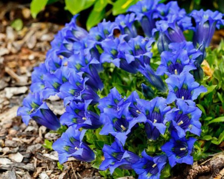 Цветята, които трябва да засадите през първата седмица на февруари