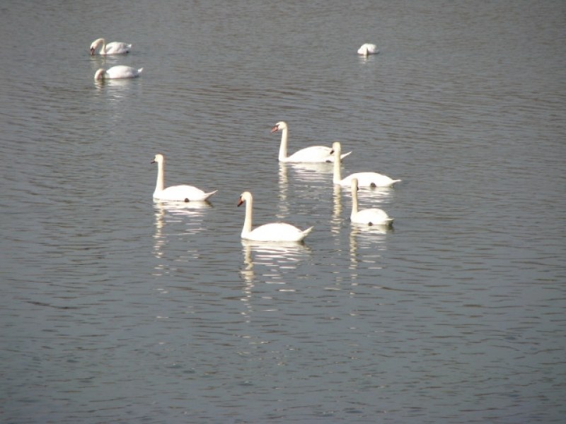 Колония лебеди зимува във водите на Марица край Пловдив. Птиците