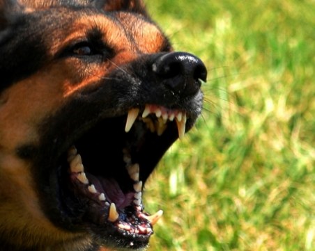 Зверско: Намериха мъртва жена, заобиколена от кучета