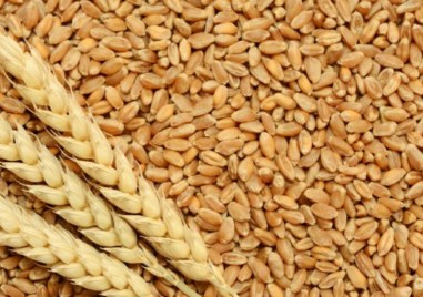 Цената на пшеницата започна седмицата с растеж на европейския пазар